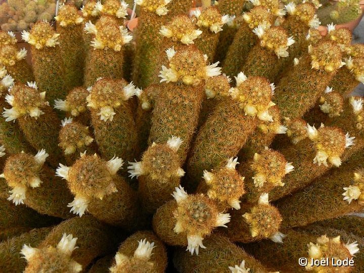 Mammillaria elongata v. subcrocea JLcoll.2669